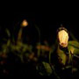 i_sentimenti_della_natura